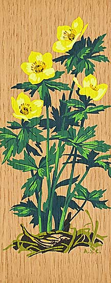 #1057 ~ Casson - American Globe Flower