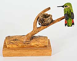 #1119 ~ Goerg - Rufous Hummingbird and Nest on Log
