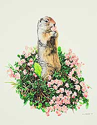 #1242 ~ Parker - Columbian Ground Squirrel