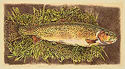 #2162 ~ Cowin - High Country Cutthroat [Western Trout Series]  #14/15