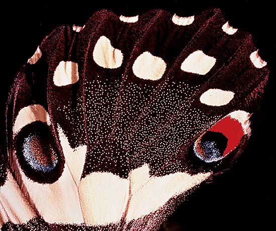 #441 ~ Chelmick - P65a Papilio demodocus #2  #3/9