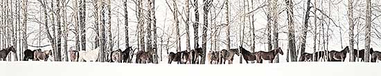 #2184 ~ Lee - Winter Horsescape Panorama