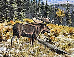 #2297 ~ Schock - Untitled - Moose