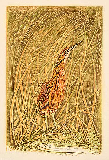 #2061 ~ Calver - Bittern  #14/50