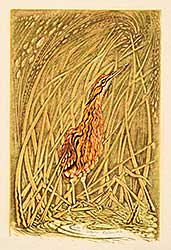#2061 ~ Calver - Bittern  #14/50