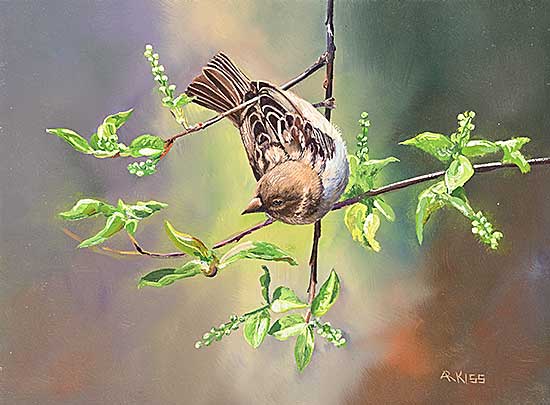 #2198 ~ Kiss - House Sparrow - Female