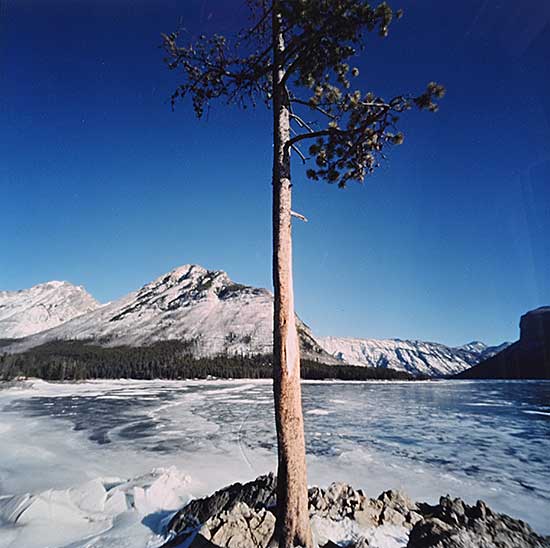 #1102 ~ Bos - Tree Lake Minnewanka  #1/15