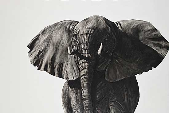 #232 ~ Enns - Young Charging Bull