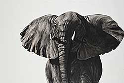 #232 ~ Enns - Young Charging Bull