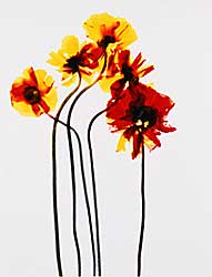 #246 ~ Fuss - Untitled  #5813