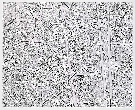 #468 ~ Richards - Poplar, Fresh Snow [Kananaskis Country]  #2/6
