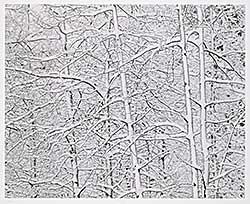 #468 ~ Richards - Poplar, Fresh Snow [Kananaskis Country]  #2/6