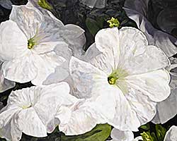 #2004 ~ Allan - Good Natured