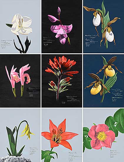 #2083 ~ Fehr - Collection of Nine Flower Paintings