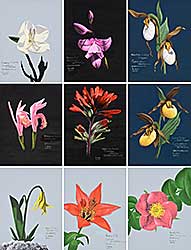 #2083 ~ Fehr - Collection of Nine Flower Paintings
