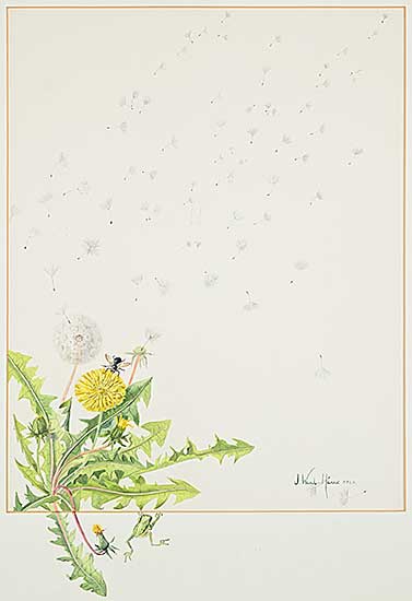 #2390 ~ Ward-Harris - Untitled - Dandelions