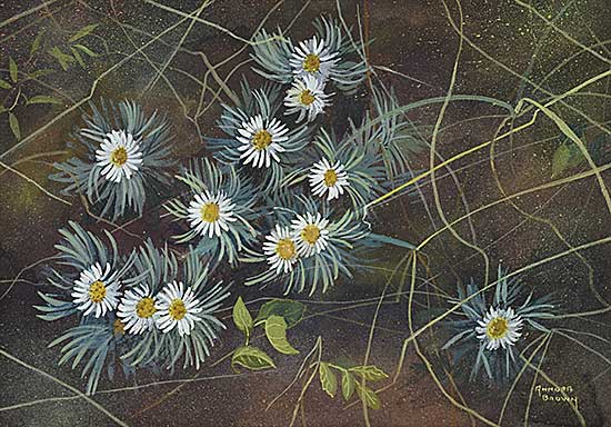 #31 ~ Brown - Untitled - Daisy Fleabane