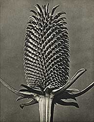 #22 ~ Blossfeldt - Dipsacus Fullonum [Fuller's Teasel, Capitulum]