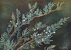 #32 ~ Brown - Untitled - Juniper Branches
