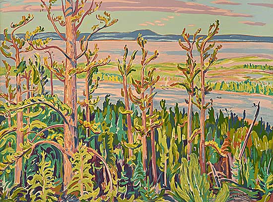 #157 ~ Jackson - Jack Pine