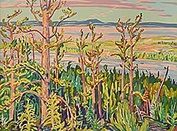 #157 ~ Jackson - Jack Pine