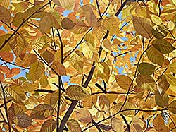 #331 ~ Stephens-Wells - Untitled - Fall Leaves