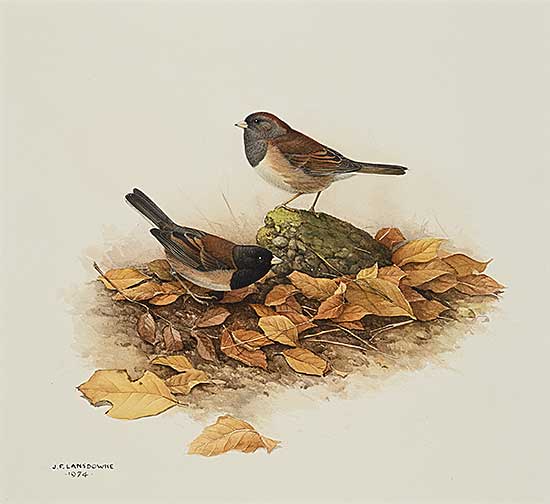 #2197 ~ Lansdowne - The Oregon Junco
