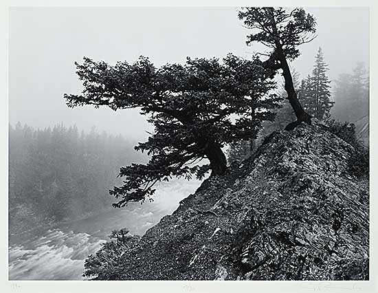 #2319 ~ Richards - Douglas Fir, Fog, Bow River [Banff National Park]  #25/30