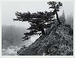 #2319 ~ Richards - Douglas Fir, Fog, Bow River [Banff National Park]  #25/30