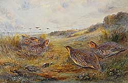 #2365 ~ Stinton - Pheasants Landing and Sitting on a Nest