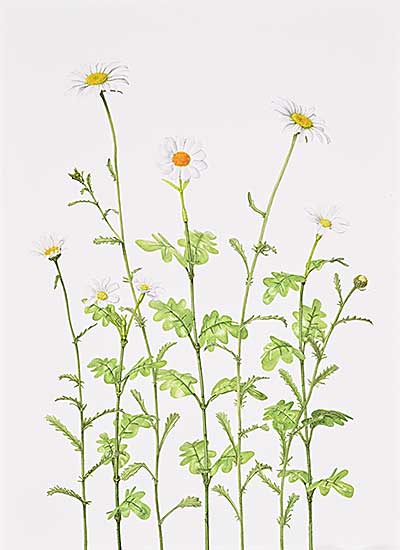 #1008 ~ Cole - What is a Weed?