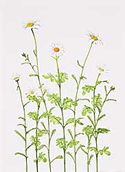 #1008 ~ Cole - What is a Weed?