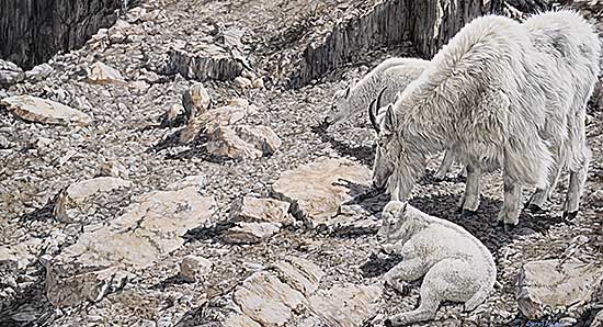 #157 ~ Haley - Jonas Creek Twins [Mountain Goats]