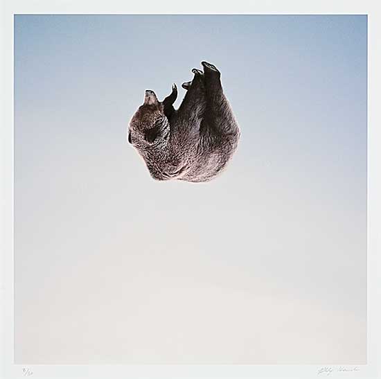 #195 ~ Kanwischer - Falling  #8/30