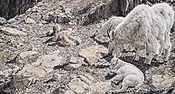 #157 ~ Haley - Jonas Creek Twins [Mountain Goats]