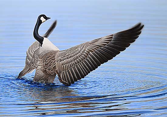 #298 ~ Olson - O Canada [Canada Goose]