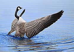 #298 ~ Olson - O Canada [Canada Goose]