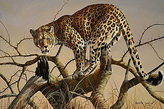 #355 ~ Swanson - Leopard