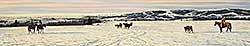 #327 ~ Schnurrenberger - Cypress Hills Stockmen's Association Round Up