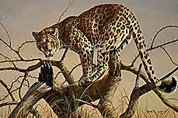 #355 ~ Swanson - Leopard